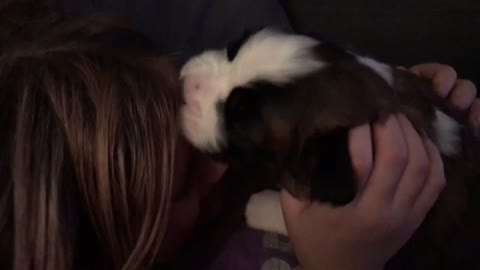 Saint Bernard puppy kisses