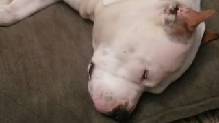 Snoring Dog Dogo Pit