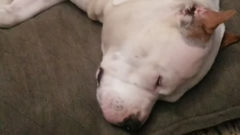 Snoring Dog Dogo Pit