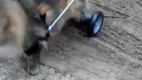 baby kitten chilling out with Grandmama after a hard workout with her new Wheels