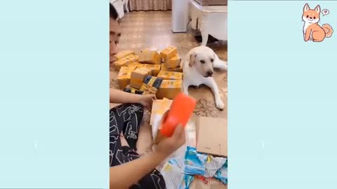funny dogs video love dogs
