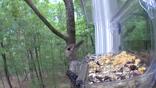 window feeder visitors