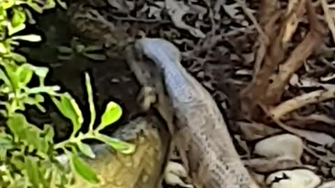 Aussie Blue tongue lizard