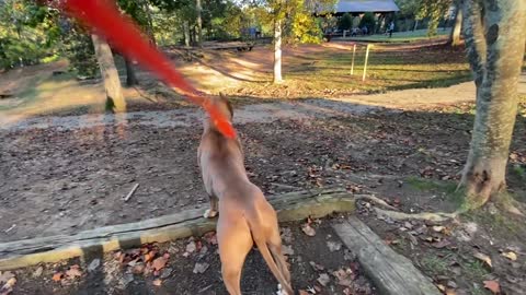 Doberman Attacks Pitbull