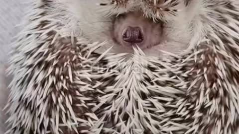 Porcupine