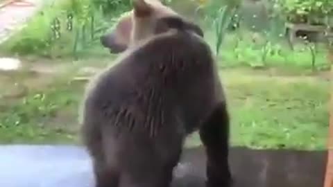 Funny Bear loves to jump on the water.