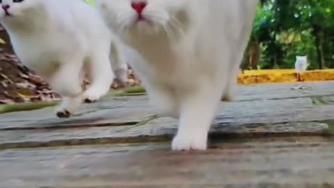 Running the cute cat ❤️😍😘