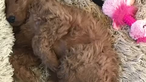 New Goldendoodle Puppy ~ Meet Ruby (Roobarb)