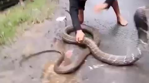 how to master a snake man master snake easily look at this
