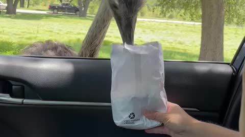 Feeding an Ostrich didn’t go as she had planned.