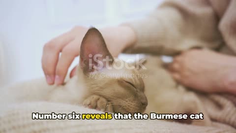 Top Ten Facts about Burmese Cats ||How to groom Burmese Cats||Fact about Cats||Burmese Cat