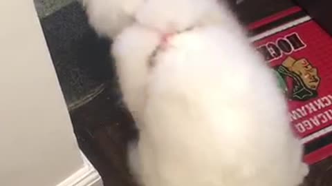 Fluffy white dog does not want to go on walk dragged down hallway