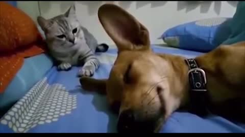 Funny Animals Farting