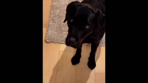 Funny dog video 😂