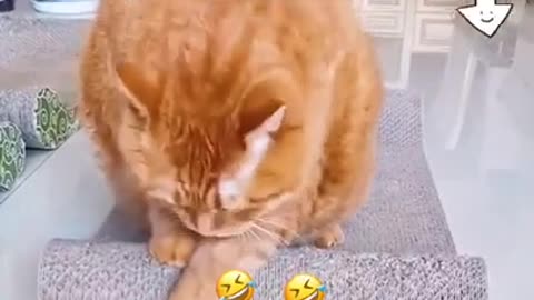 Cat getting cleaned up