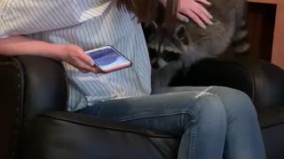 Roxy the pet raccoon sits on couch and climbs on woman