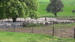 Yard Work. New Imported Australian bloodlines to Devonairs kelpie stud.