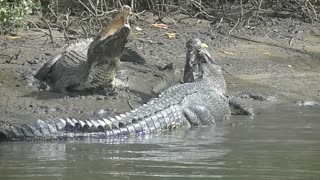 Incredible Crocodile Clash