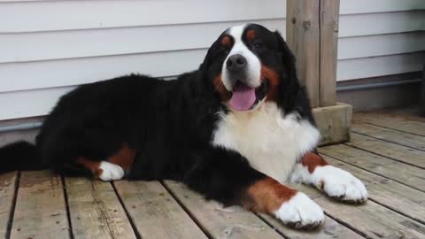 First bath in FOUR years - Beautiful Bernese Mountain Dog transformation