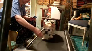 French Bulldog uses treadmill to stay in shape