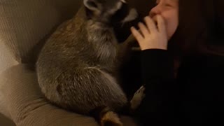 Cute Raccoon Wants a Kiss
