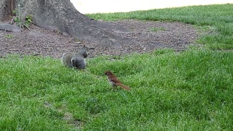 Squirrel Vs Bird