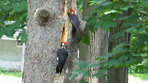 Woodpecker Tree removal