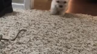 Cute white dog runs across brown floor onto white carpet