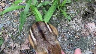 Chipmunk climbs into my hand