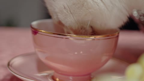 Cat licking tea cup over the table #8