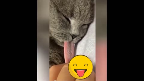 cute kitten fuuny videos/try not to laugh