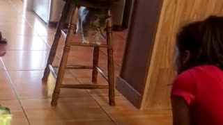 Cat standing between barstool trying to fight off girl