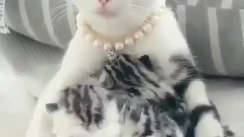 Cute Cat Have diamond locket