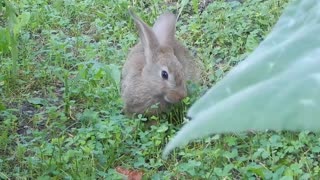 So many tasty grass)