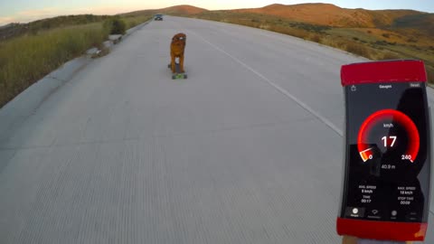 This dog just reached 23 km/h on a skateboard!