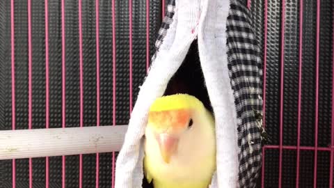 Nice and cool video of a budgie in a cage