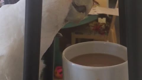 Cockatoo climbs a tall lamp to get coffee