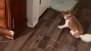 Cute puppy tricks too