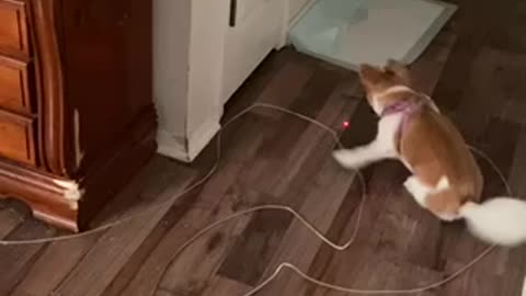 Cute puppy tricks too