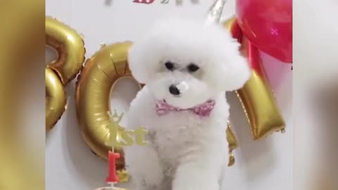 Bichon Frise | Most Charming & Easy Dogs #trending #viralshorts #dog