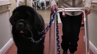 Gentle giant Newfoundland dog takes his Grandpaw for a walk around carehome