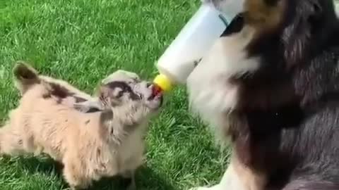 Dog feeding baby goat is the best thing you'll see today!🤗❤