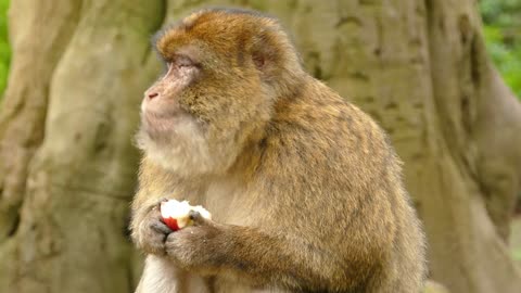 The monkey is eating an apple