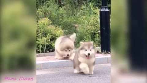 Baby Alaskan Malamute Cutest and Funniest Moments New Compilation 😍_