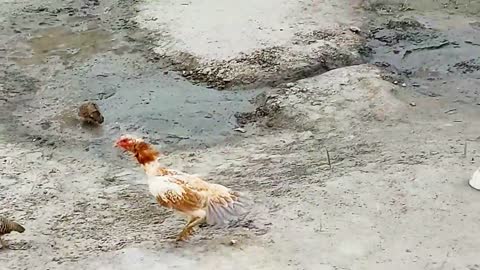 Rooster and Chicken VS Grey Partridge