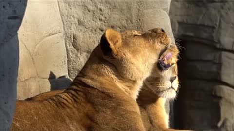 LION HAGENBECK Yawn big cat take sun bath