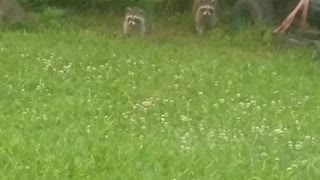 Raccoon babies come home for dinner