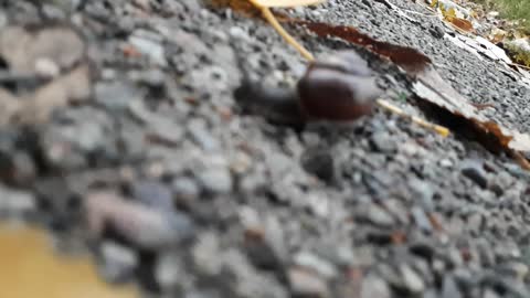 Snail walking on small rocks