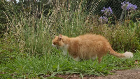 Golden cat eating grass