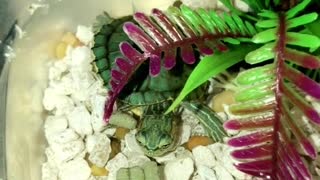 Turtle eating green food pellet